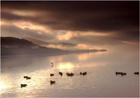 Ducks on Bala lake