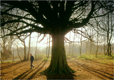 Beech Tree Vale of Belvoir by Andrew McCartney.