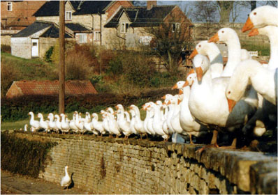 Geese on Parade by Andrew McCartney.