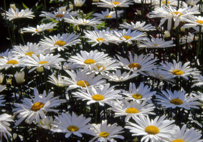 Chrysanthemums photographed by Andrew McCartney.