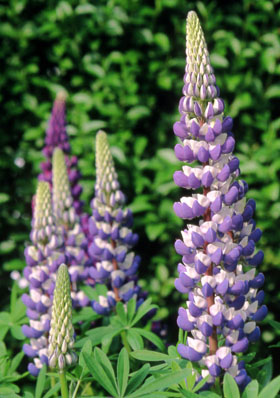 Lupins photographed by Andrew McCartney.