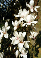 Magnolia photographed by Andrew McCartney.