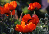 Poppies photographed by Andrew McCartney.